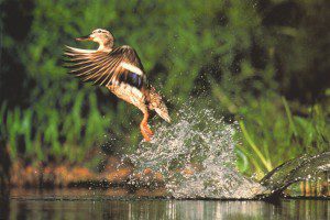 Duck emerging from the Heath Sanctuary at Highland Green